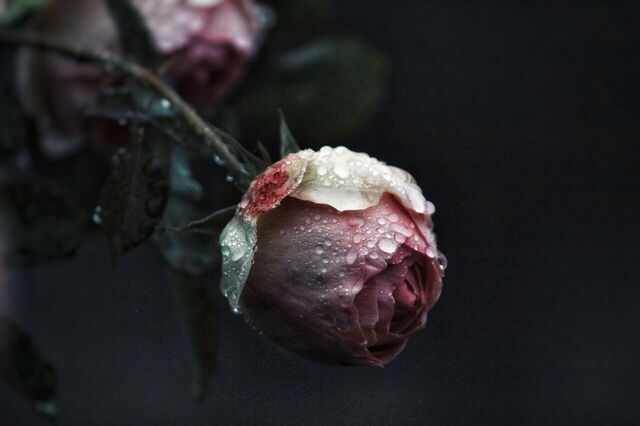 rose