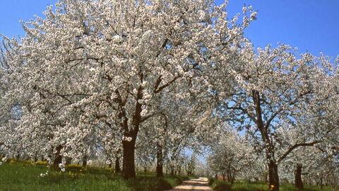 Fleurs de cerisier, Vignola