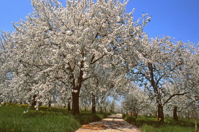 Fleurs de cerisier, Vignola