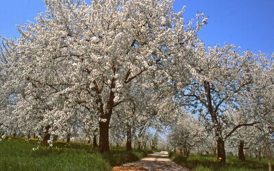 Fleurs de cerisier, Vignola