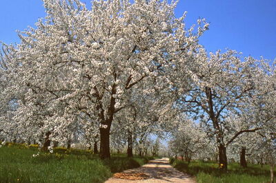 Fleurs de cerisier, Vignola