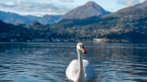 Un cygne à Varenna