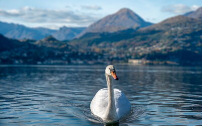 Un cygne à Varenna