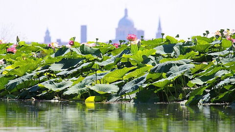 Île aux Lotus