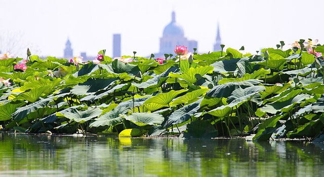 Île aux Lotus