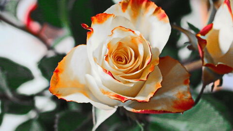 Rose