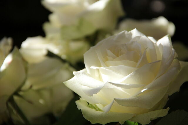 Roses