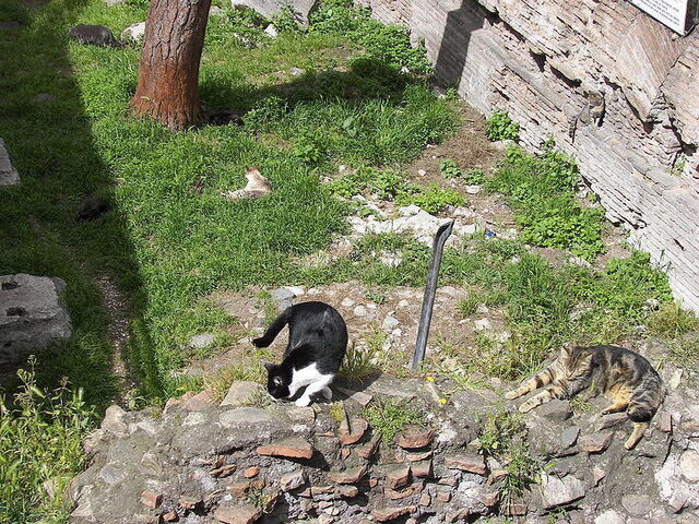 Chat de Largo Di Torre Argentina