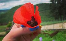 Photos éffectuées par les clients de Fattoria Il Monte