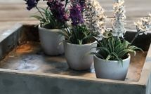 Photos éffectuées par les clients de Villa Flora