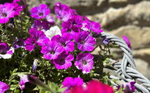 Photos éffectuées par les clients de Villa Marina