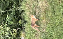 Photos éffectuées par les clients de Alpe