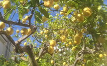 Photos éffectuées par les clients de Vista Mare Noto