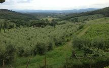 Photos éffectuées par les clients de Montescalari