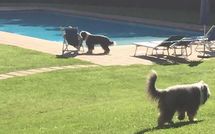 Photos éffectuées par les clients de Alisso