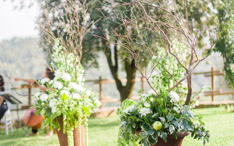 Fattoria Di Quercia Al Poggio: Blanc, Photographier, Vert, Arbre, Fleur, Plante, Herbe, Printemps, Botanique, Arrière-Cour