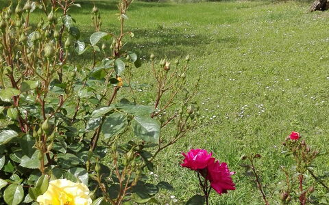 Agriturismo La Pieve: Fleur, Plante À Fleurs, Plante, Famille Rose, Rose, Arbuste, Jardin, Botanique, Roses Jardin