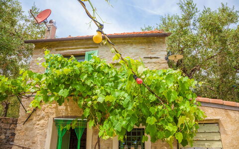 Country Home Il Passatempo: Arbre, Propriété, Plante, Feuille, Fleur, Suppression Des Plantes Ligneuses, Maison, Immobilier, Fenêtre, Domicile