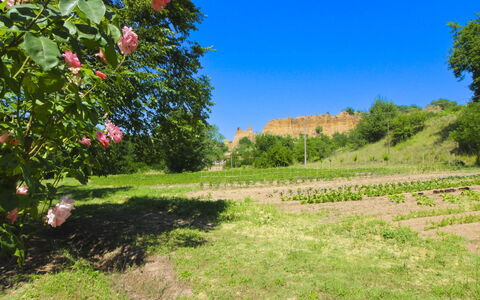 Villa le Balze: Vert, Végétation, Arbuste, Été, Communauté Des Plantes, Plantation, Champ, Jardin, Plante Herbacée, Prairie