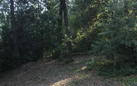 Gli Appartamenti Di Manuela: Plante, Paysage Naturel, Bois, Arbre, Surface De La Route, Asphalte, Ombre, Brindille, À Feuilles Caduques, Rue