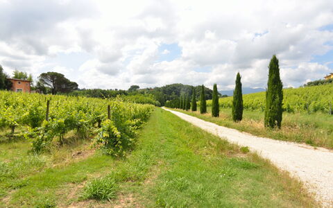 Il Sogno Tra i Vigneti: La Nature, Lot Terre, Vert, Végétation, Paysage Naturel, Environnement Naturel, Arbre, Champ, Ciel, Herbe