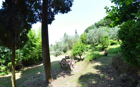 Collina Lagomare: La Nature, Végétation, Arbre, Réserve Naturelle, Environnement Naturel, Biome, Piste, Herbe, Botanique, Jardin
