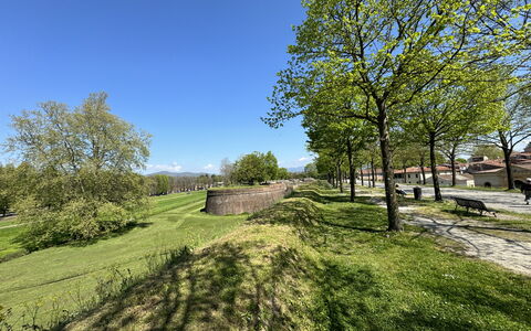 Alle Mura: Arbre, Herbe, Branche, Prairie, Plaine, Lot Terre, Couverture De Sol, Prairie, Jardin, Pelouse