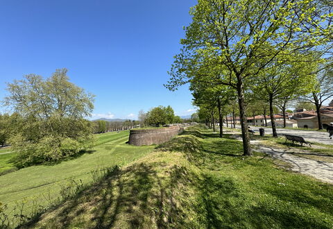 Alle Mura: Arbre, Herbe, Branche, Prairie, Plaine, Lot Terre, Couverture De Sol, Prairie, Jardin, Pelouse