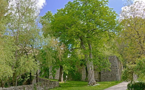 Casa Dell'ambasciatore: Feuille, Arbre, Herbe, Branche, Mur, La Nature, Vert, Végétation, Arbuste, Mur De Pierre