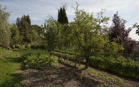 Tenuta Cambiano: Arbre, Végétation, Paysage Naturel, Plante, Environnement Naturel, Suppression Des Plantes Ligneuses, Arbuste, Lot Terre, Communauté Des Plantes, Herbe