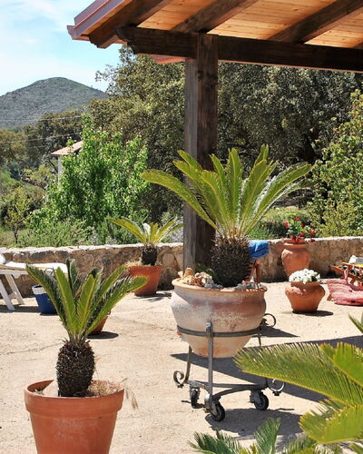 Cycas: Plante, Propriété, Pot De Fleur, Ciel, Botanique, Plante D'Appartement, Chaise, Mobilier De Jardin, Arbre, Design Intérieur