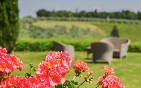 Sole Del Chianti: Fleur, Plante, Pétale, La Nature, Vert, Environnement Naturel, Végétation, Paysage Naturel, Arbre, Herbe