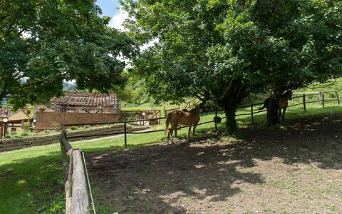 Locanda Di Alberi Without Kitchen: Cheval, Plante, Vertébré, Arbre, Clôture, Paysage Naturel, Lot Terre, Bois