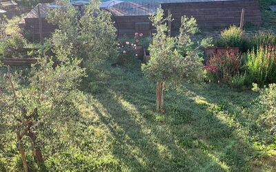 Lina - Podere Ribatti - Casole D'elsa, Toscana