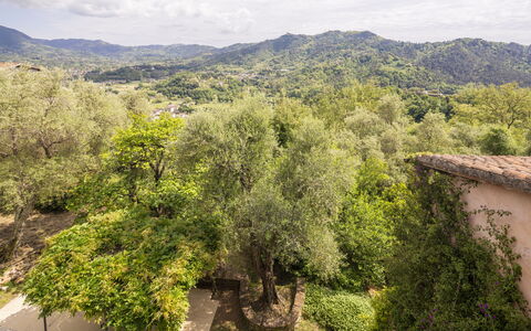 La Casa Dei Limoni, Camaiore, Pet Friendly, Wifi: Arbre, La Nature, Feuille, Environnement Naturel, Végétation, Colline, Zone Rurale, Communauté Des Plantes, Printemps, Station De Montagne