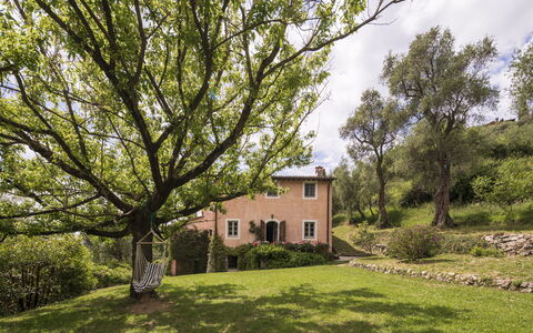 La Casa Dei Limoni, Camaiore, Pet Friendly, Wifi: Arbre, Herbe, Feuille, Branche, Végétation, Arbuste, Maison, Zone Rurale, Lot Terre