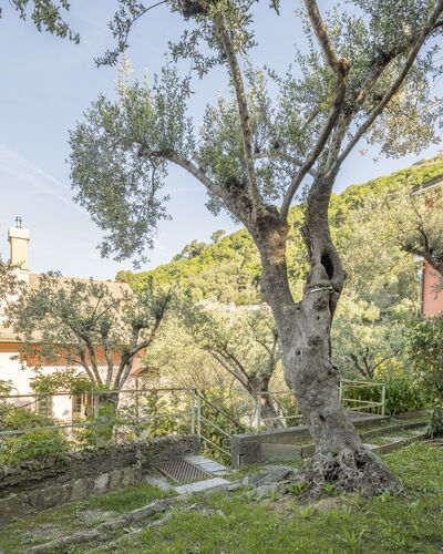 Pieve Ligure Seaside View, Wifi: Feuille, Branche, Végétation, Arbuste, Printemps, Brindille, Jardin, Biens, Cour, Aménagement Paysager