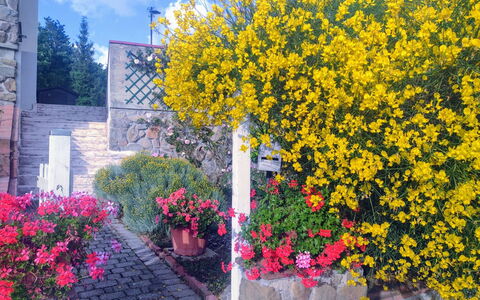 Bellavista Tuscany Apartment Panoramic Terrace: Fleur, Jaune, Arbuste, Printemps, Jardin, Aménagement Paysager, Plante D'Appartement