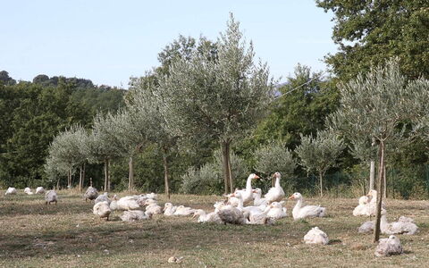 Podere dei Limoni: Arbre, Communauté Des Plantes, Tronc, Réserve Naturelle, Suppression Des Plantes Ligneuses, Pâturage, Prairie