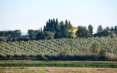 Poggio Cavallino Private Pool, Wifi, Maremma: Arbre, Feuille, Végétation, Lot Terre, Plantation, Zone Rurale, Agriculture, Champ, À Feuilles Persistantes