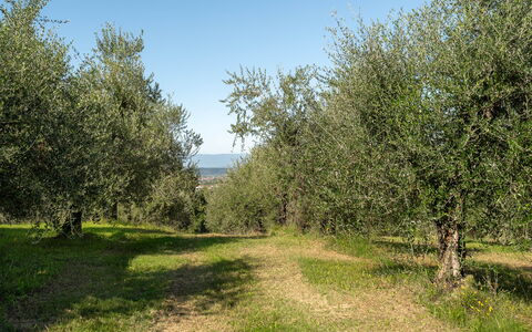 Villa Costa al Bagno: Herbe, Arbre, Environnement Naturel, Feuille, Branche, Végétation, Prairie, Communauté Des Plantes, Plaine, Lot Terre