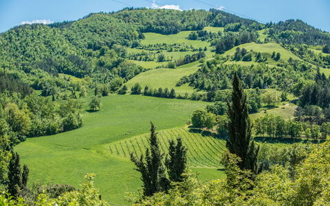 Torre Fantini: Montagnes Relief, Vert, Arbre, Montagne, Colline, Environnement Naturel, Feuille, Paysage Naturel, Végétation, Montagnes