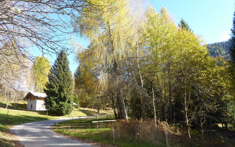 Chalet Genzianella: Arbre, Feuille, La Nature, Branche, Paysage, Tronc, Mélèze, Des Bois, Aménagement Paysager