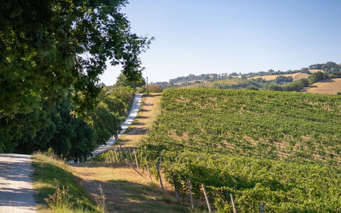 Zena Apartment: Vert, Végétation, Paysage Naturel, Agriculture, Plantation, Zone Rurale, Paysage, Champ, Plaine
