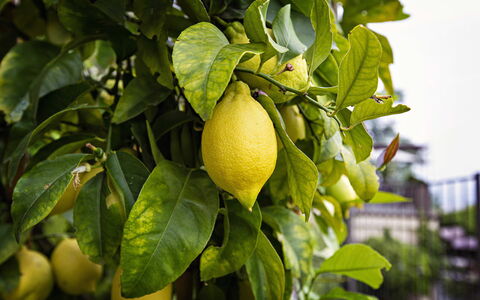 Casa Oscar: Fruit, Vert, Produire, Jaune, Aliments, Ingrédient
