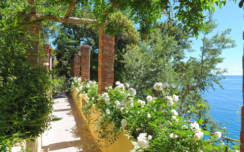 Casa Angels: Fleur, Arbuste, Printemps, Jardin, Famille Rose, Clôture, Jardin Botanique