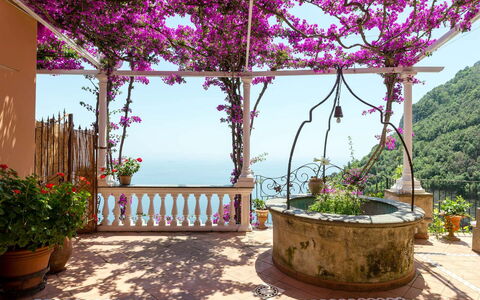 Casa Gemma: Fleur, Rose, Pot De Fleur, Printemps, Violet, Plante D'Appartement, Jardin, Floristique