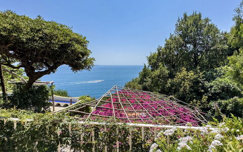 Villa Sole di Amalfi: Arbuste, Jardin, Jardin Botanique, Aménagement Paysager, Tropiques, Fleur