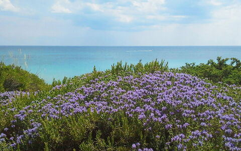 Villa la Rezza: Bleu, L'Eau, Plan D'Eau, Fleur, Horizon, Mer, Cotiers Et Relief Océaniques, Côte, Océan, Plage