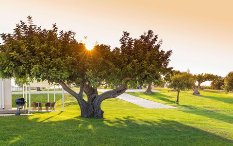 Green Hill: Herbe, Feuille, Arbre, La Nature, Branche, Paysage, Plaine, Prairie, Tronc, Pelouse